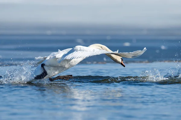 Cygnes prenant leur envol sur le lac — Photo