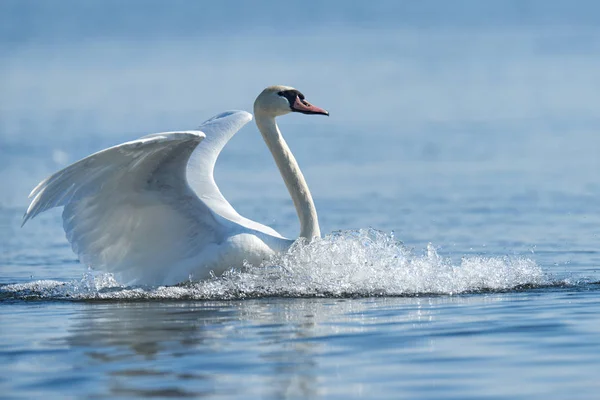 Mute swan flapping wings — Stock Photo, Image