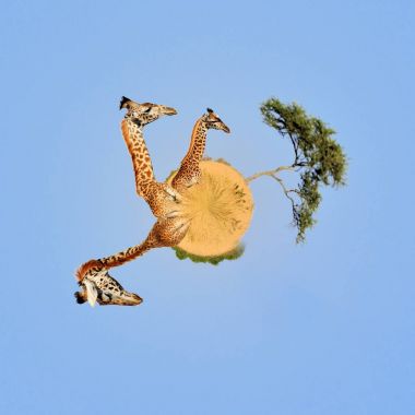 360 derece görüntü zürafa Kenya Milli Parkı