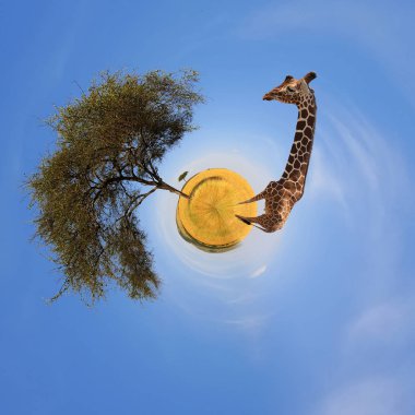 Manzara 360 derece görüntü ile ağaç ve Afrika'da zürafa