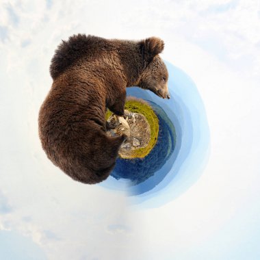 360 degree view of Brown bear clipart