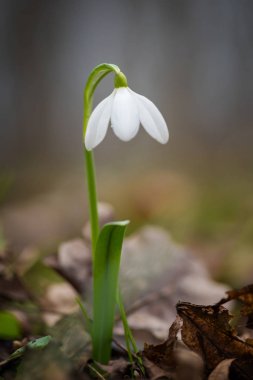 kardelen bahar çiçekleri