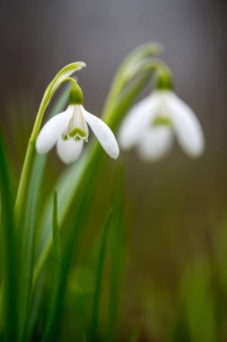 kardelen bahar çiçekleri