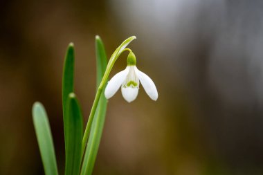 kardelen bahar çiçekleri