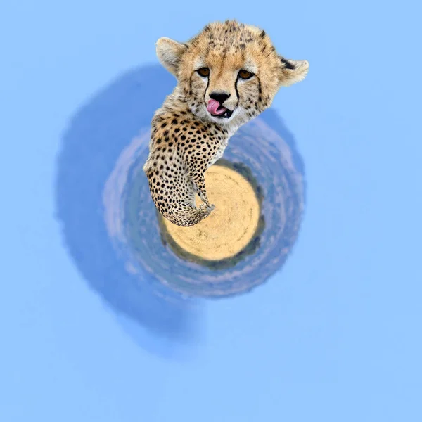 360 graus de vista da chita africana selvagem — Fotografia de Stock