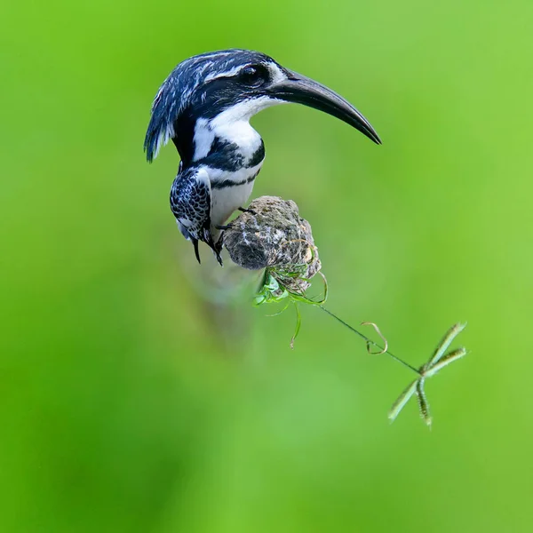 360 graus de visão de Pied Kingfisher — Fotografia de Stock