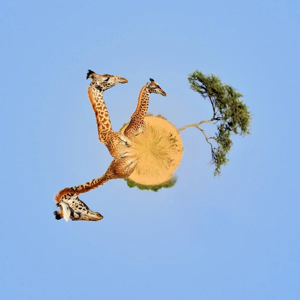 Vista a 360 gradi della Giraffa nel Parco Nazionale del Kenya — Foto Stock
