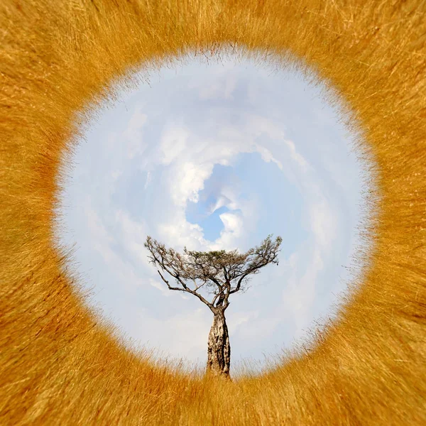 Vue à 360 degrés du paysage avec arbre en Afrique — Photo