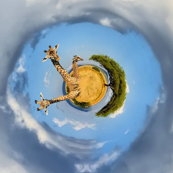 360 derece görüntü zürafa Kenya Milli Parkı