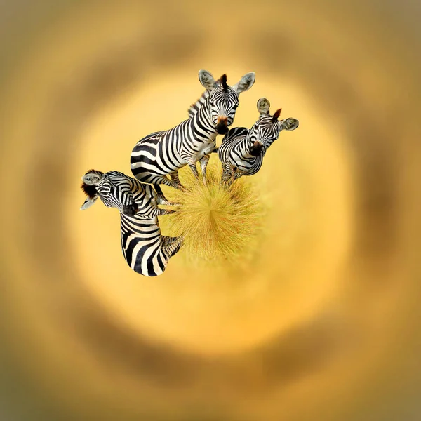 360-Grad-Ansicht von Zebras im Grasnatur-Habitat, national p — Stockfoto