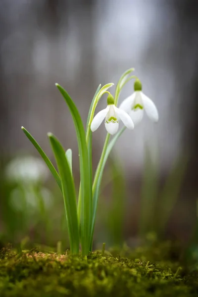 Flores de primavera de gota de neve — Fotografia de Stock