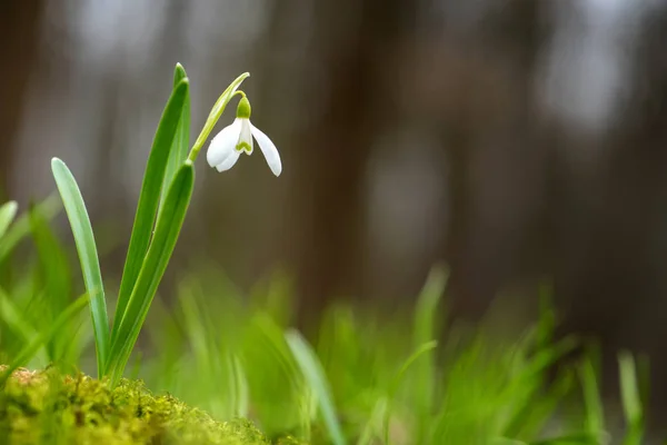Flores de primavera de nieve —  Fotos de Stock