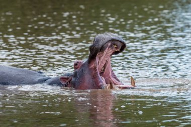 Nehir su aygırı (su aygırı amphibius)