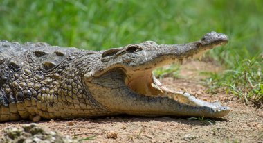 Kenya Ulusal Parkı, Afrika timsah