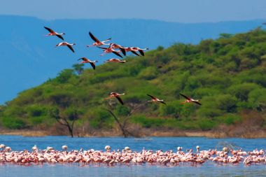 Flamingos clipart