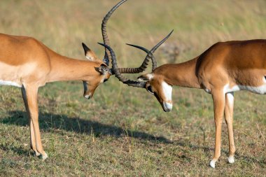 Impala Afrika savana üzerinde