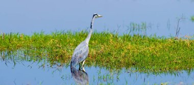 Yakın gri balıkçıl