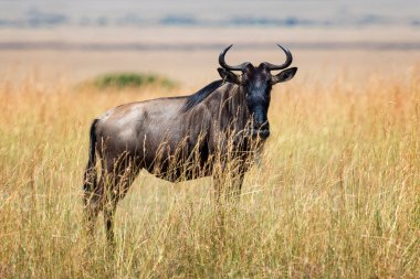 Afrika'nın milli parkta wildebeest