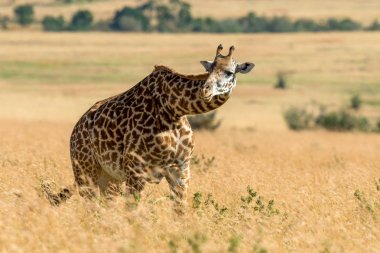 Zürafa Kenya Milli Parkı