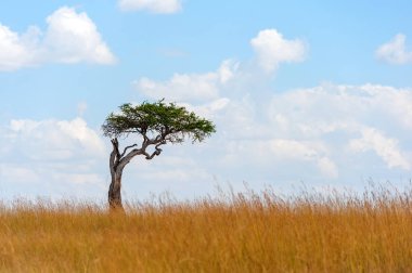 Kimse ile Afrika ağaç manzara