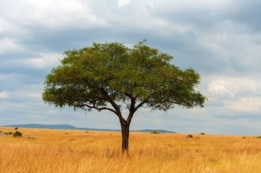 Kimse ile Afrika ağaç manzara