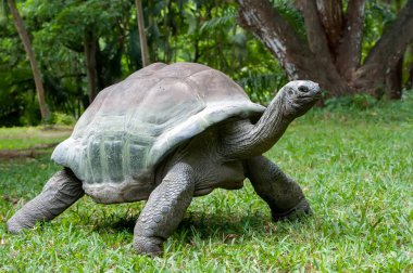 otların arasında turtle