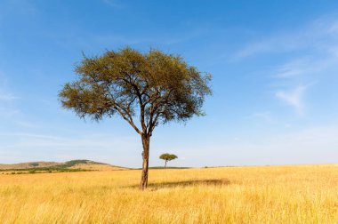 Kimse ile Afrika ağaç manzara