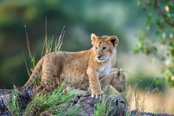 Lion cub — Stock Photo, Image