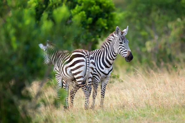 Zebra on grassland in Africa — Stock Photo, Image