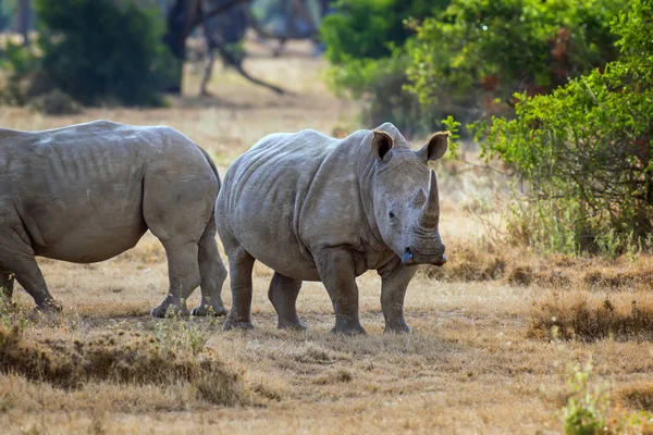 Rinoceronte blanco africano — Foto de Stock