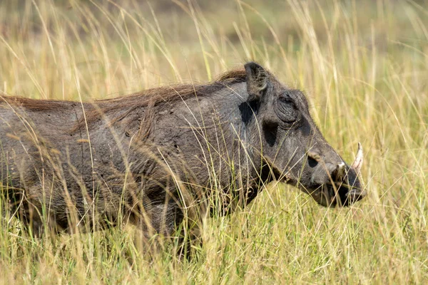 Warthog no Parque Nacional, Quênia — Fotografia de Stock