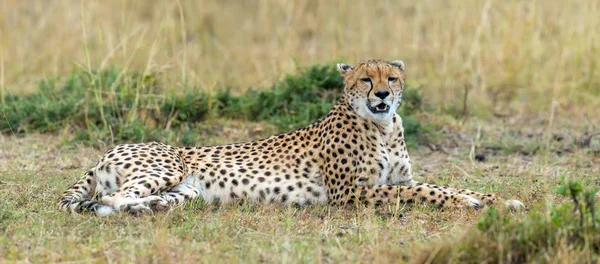 Vahşi Afrika çita — Stok fotoğraf