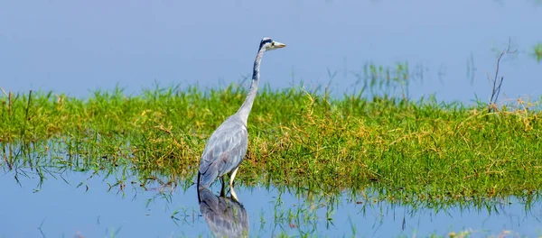 Close gray heron — Stock Photo, Image