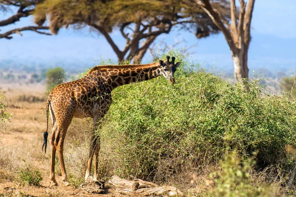 ケニアの国立公園のキリン — ストック写真