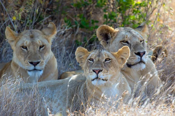 León en el Parque Nacional de Kenia —  Fotos de Stock