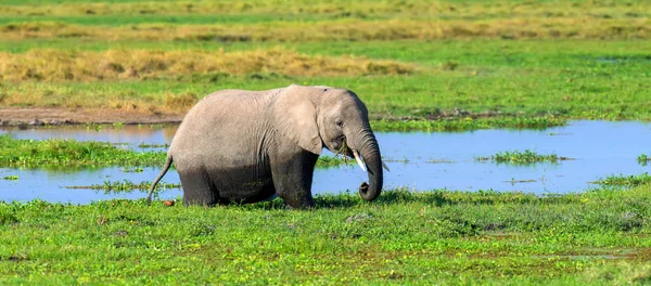 Elephant in water. National park of Kenya — Stock Photo, Image