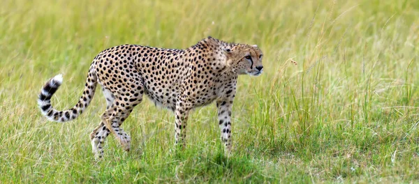 Vahşi Afrika çita — Stok fotoğraf