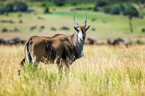 Große Kudu (Tragelaphus strepsiceros)) — Stockfoto