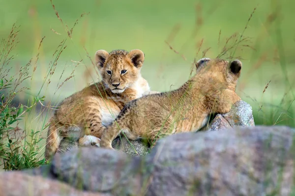 Lion cub — Stockfoto