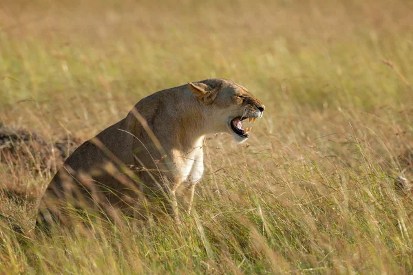 Lion in National park of Kenya — Stock Photo, Image