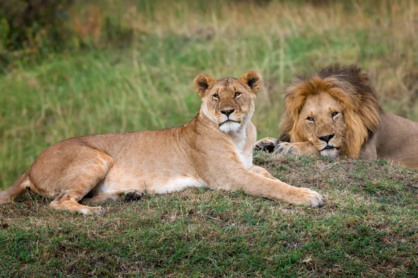 Singa di Taman Nasional Kenya — Stok Foto