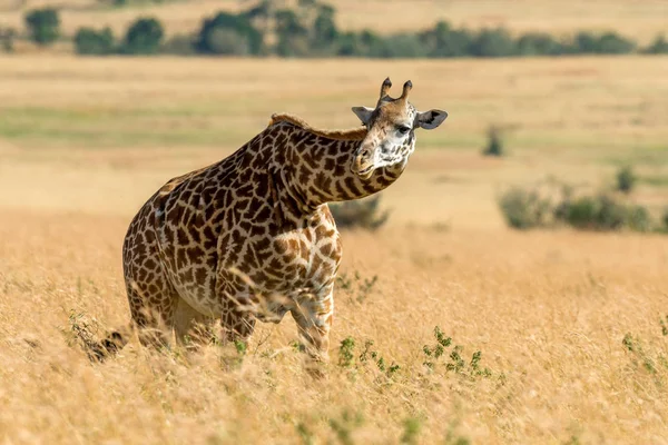 Zürafa Kenya Milli Parkı