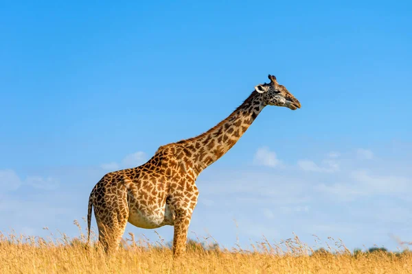 Žirafa v národním parku v Keni — Stock fotografie