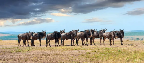 Gnuer i nationalparken i Afrika — Stockfoto