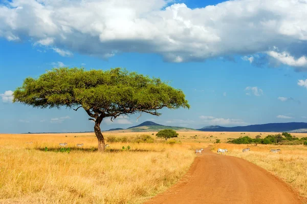 Paesaggio con nessuno albero in Africa — Foto Stock