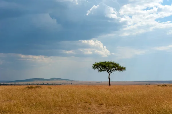 Kimse ile Afrika ağaç manzara — Stok fotoğraf