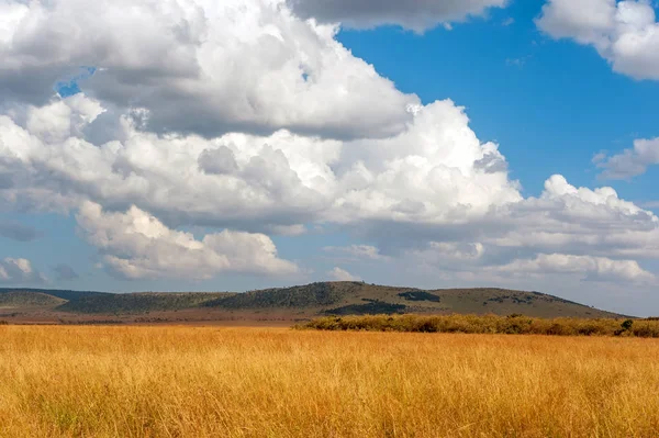 Savannah manzara Kenya Milli Parkı