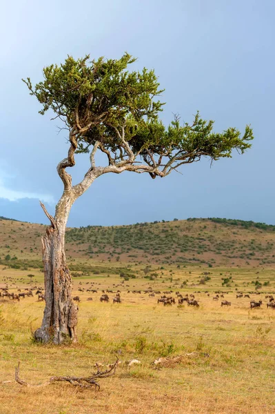 Paesaggio con nessuno albero in Africa — Foto Stock