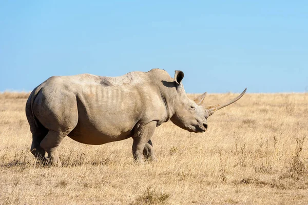 Afrikanisches Breitnashorn — Stockfoto