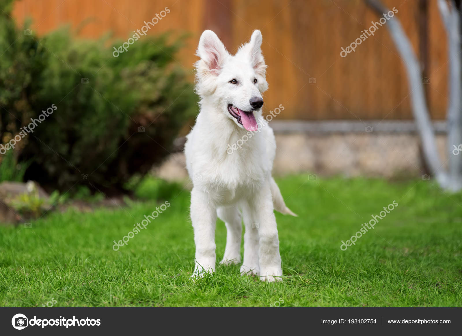 White Swiss Shepherd. Owner feedback White Swiss Shepherd. Owner feedback